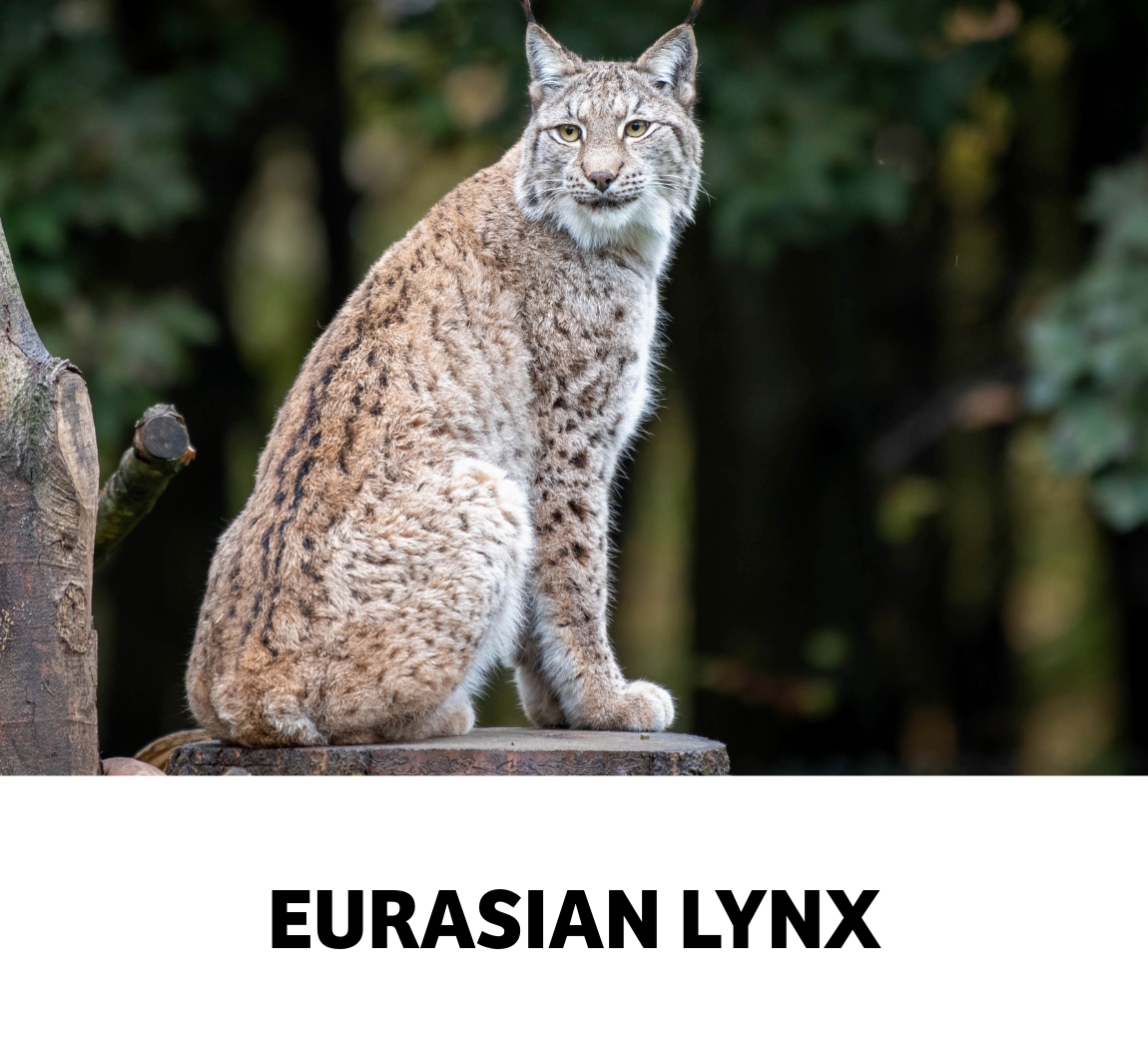 eurasian lynx