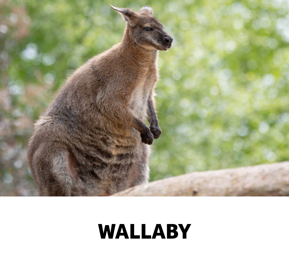 wallaby