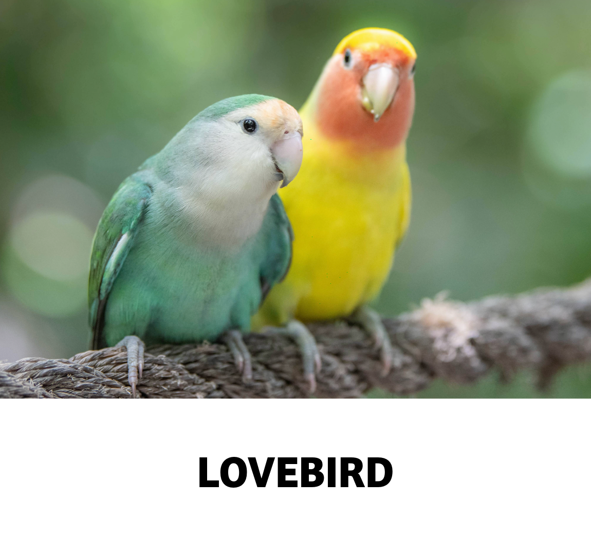 lovebird