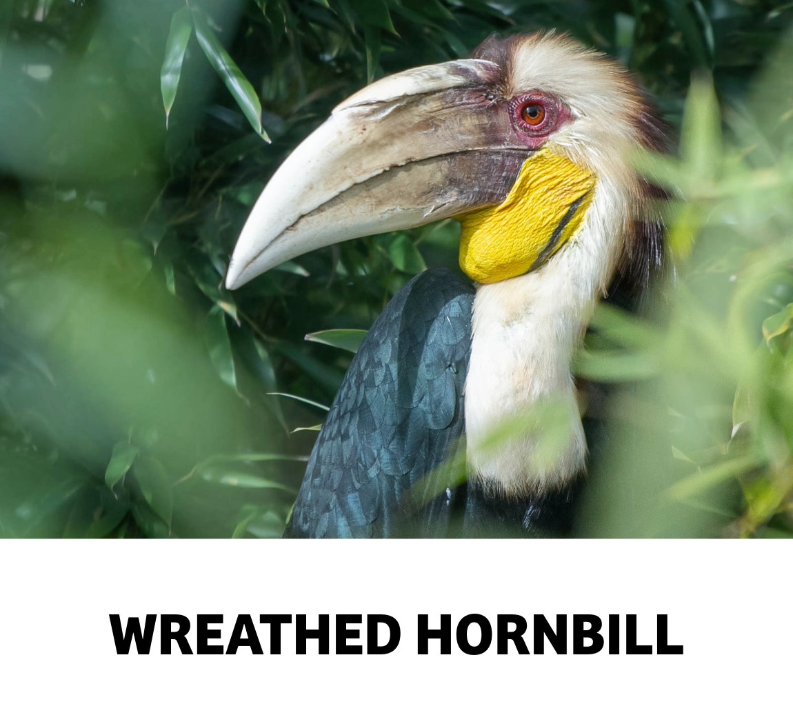 wreathed hornbill