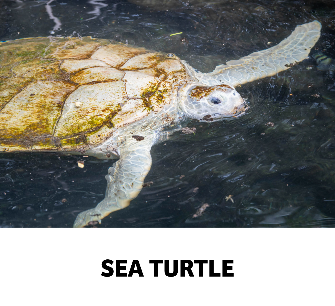 sea turtle