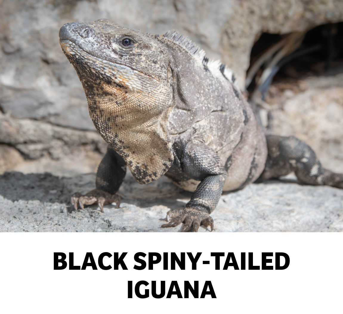 black spiny tailed iguana