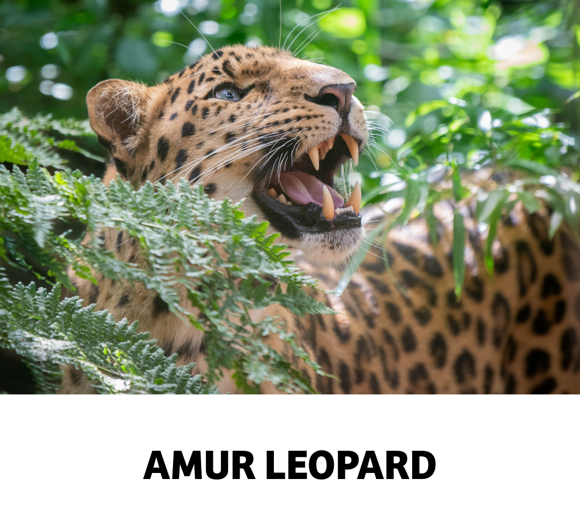 amur leopard