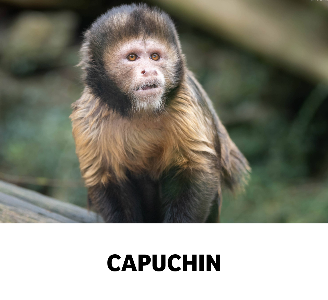 capuchin
