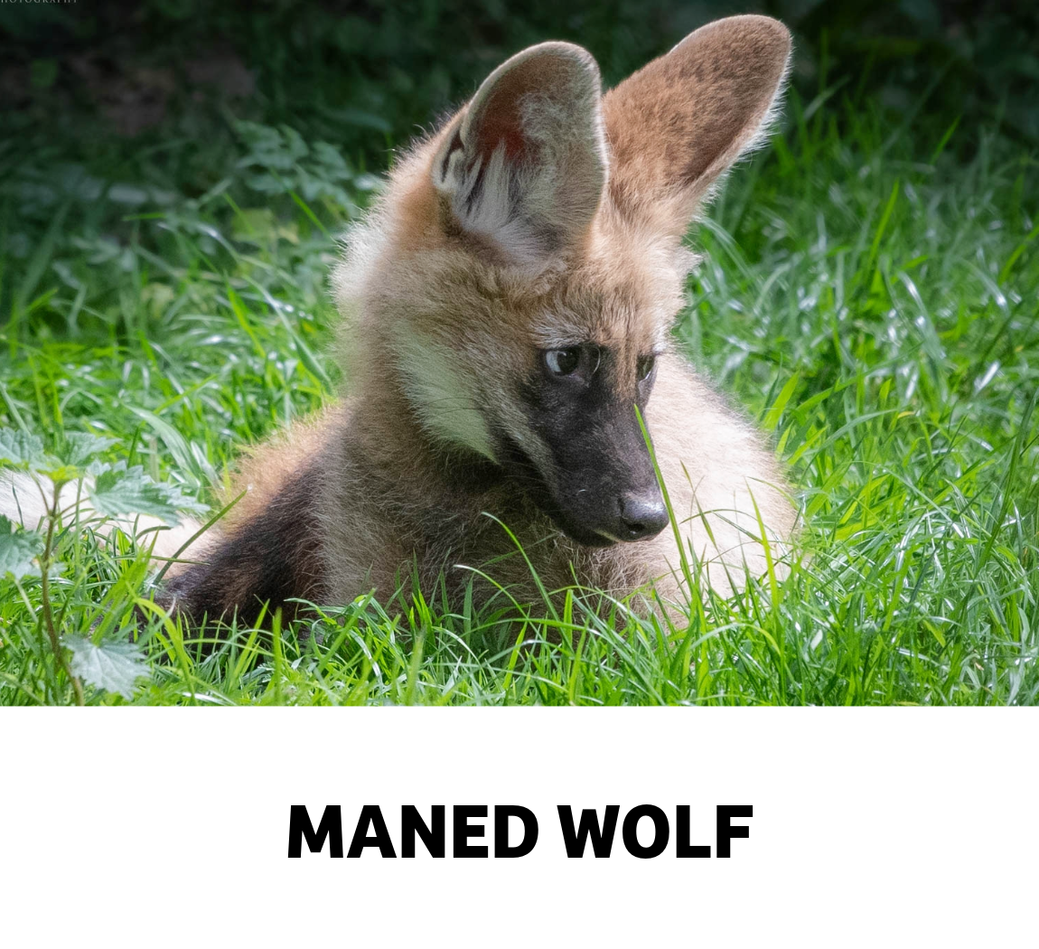 maned wolf
