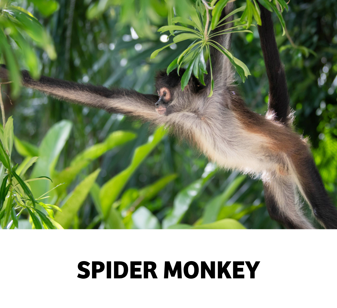 spider monkey