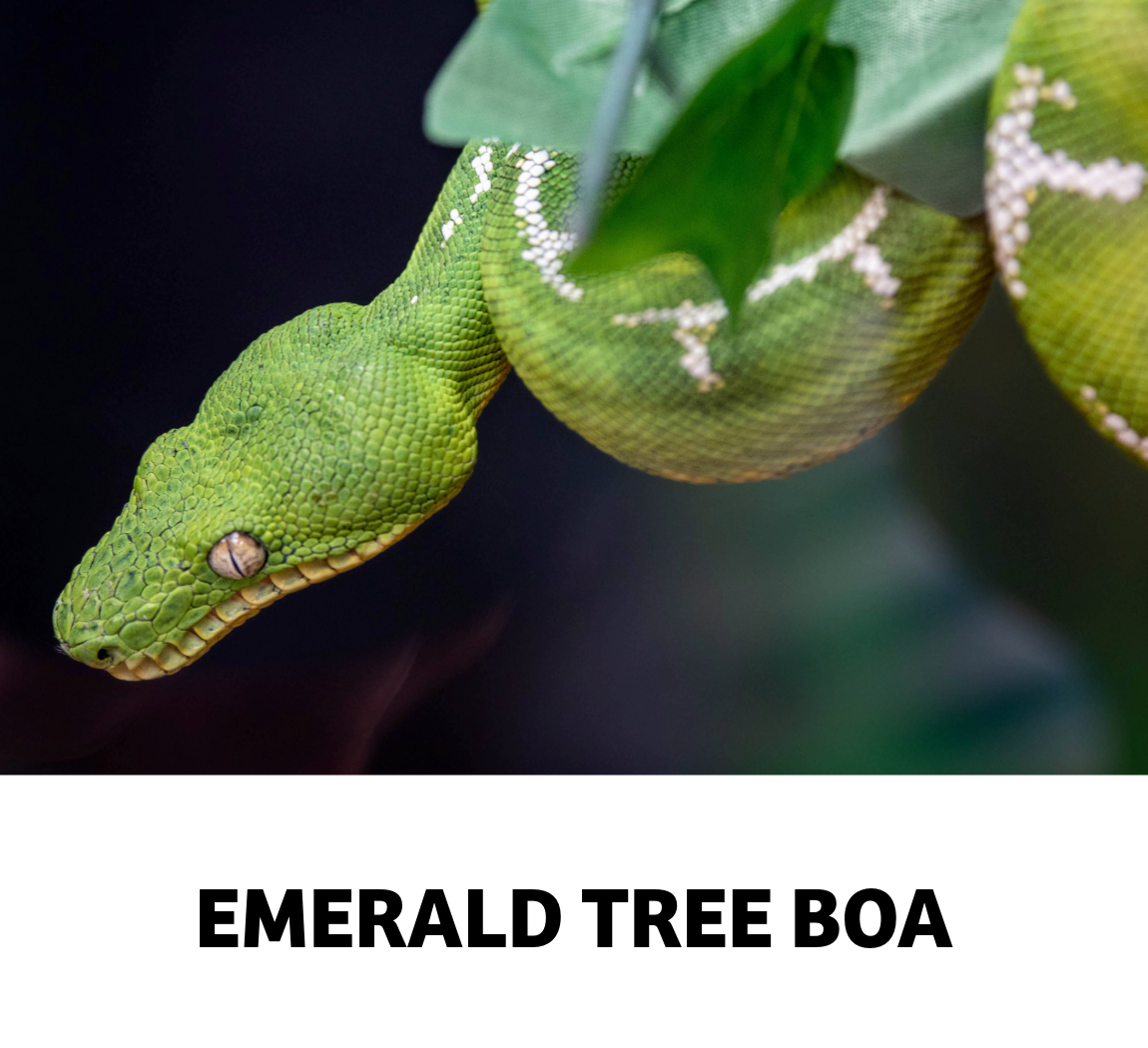 emerald tree boa