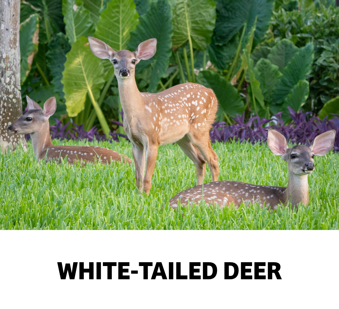 white tailed deer