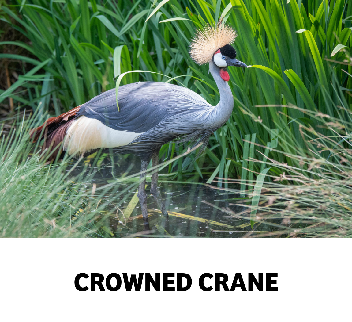 crowned crane