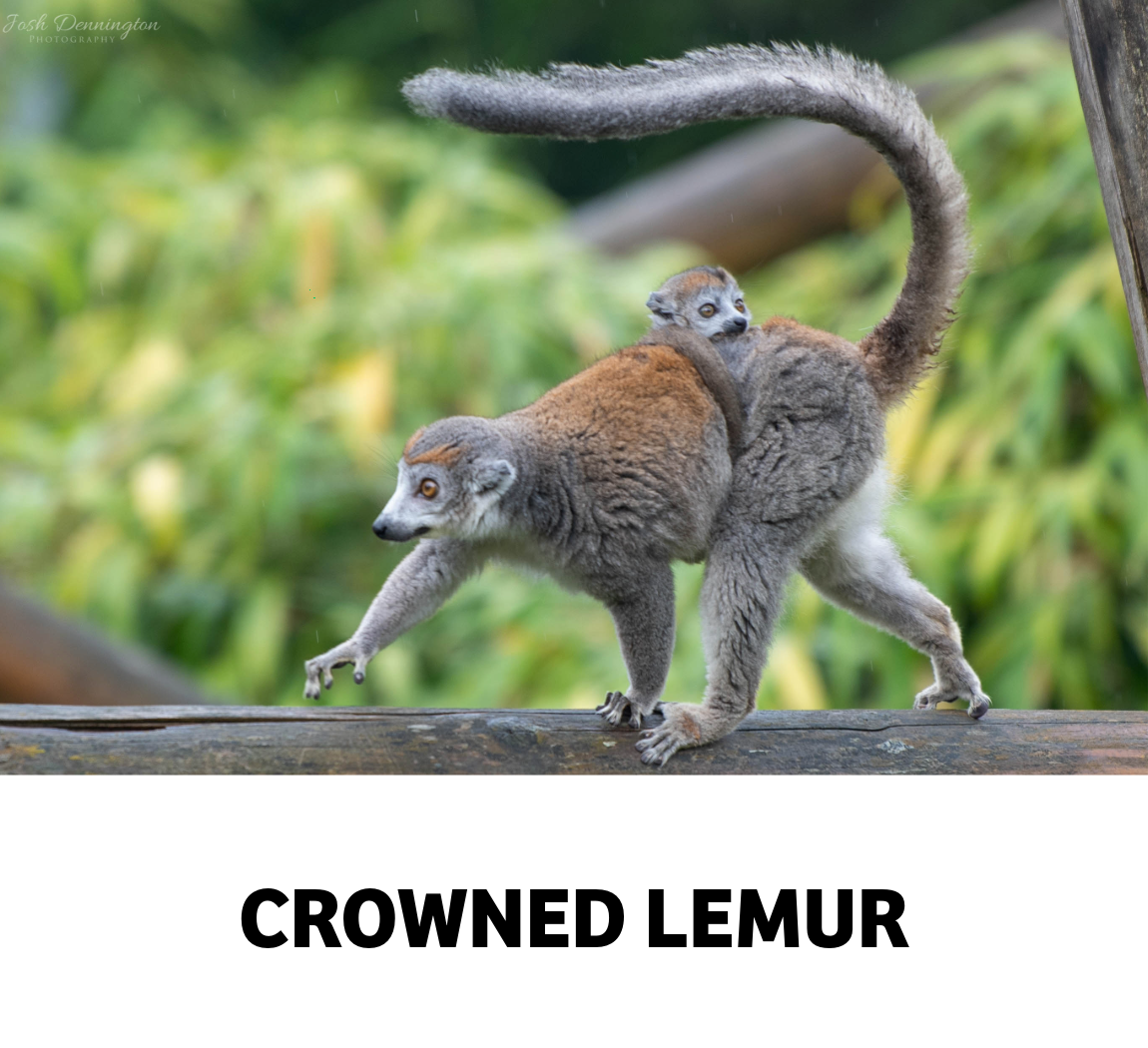 crowned lemur