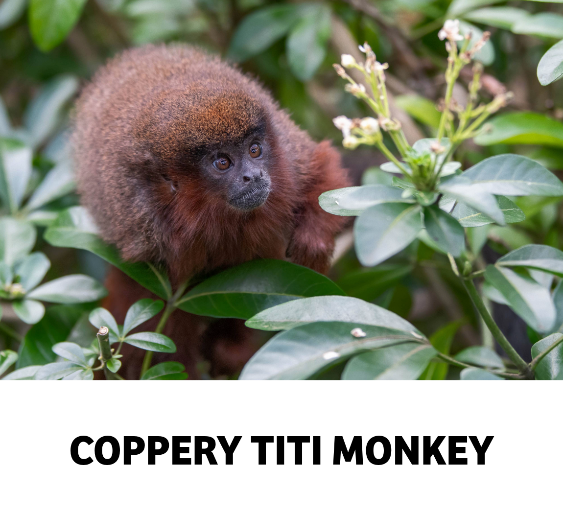 coppery titi monkey