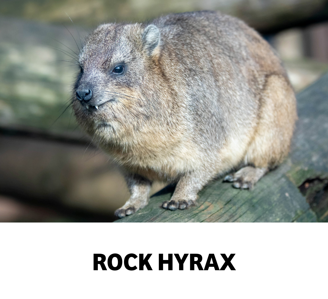 rock hyrax