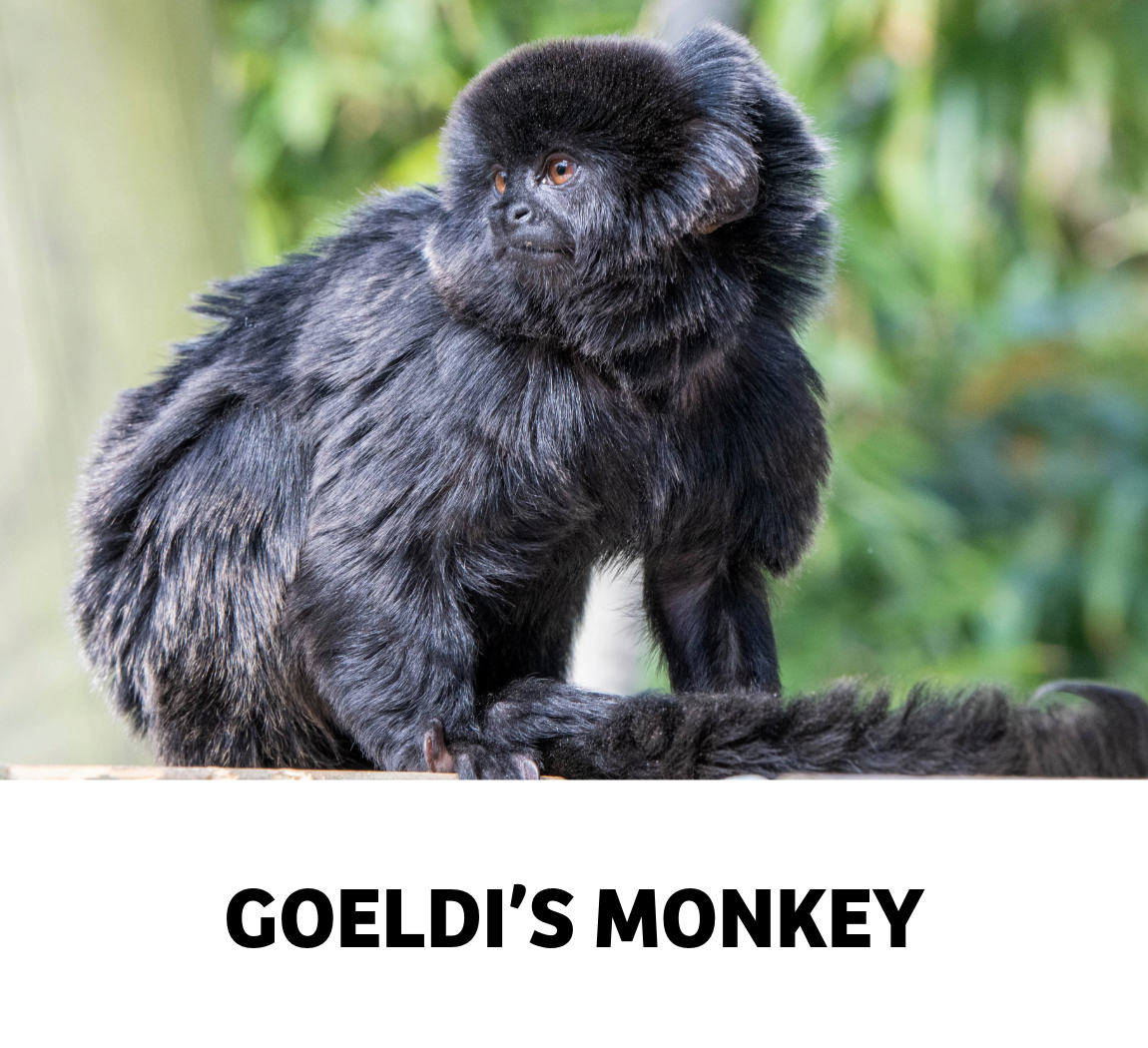 goeldi's monkey
