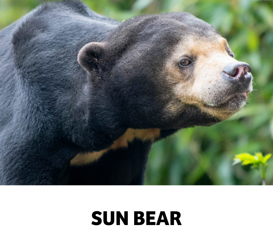sun bear