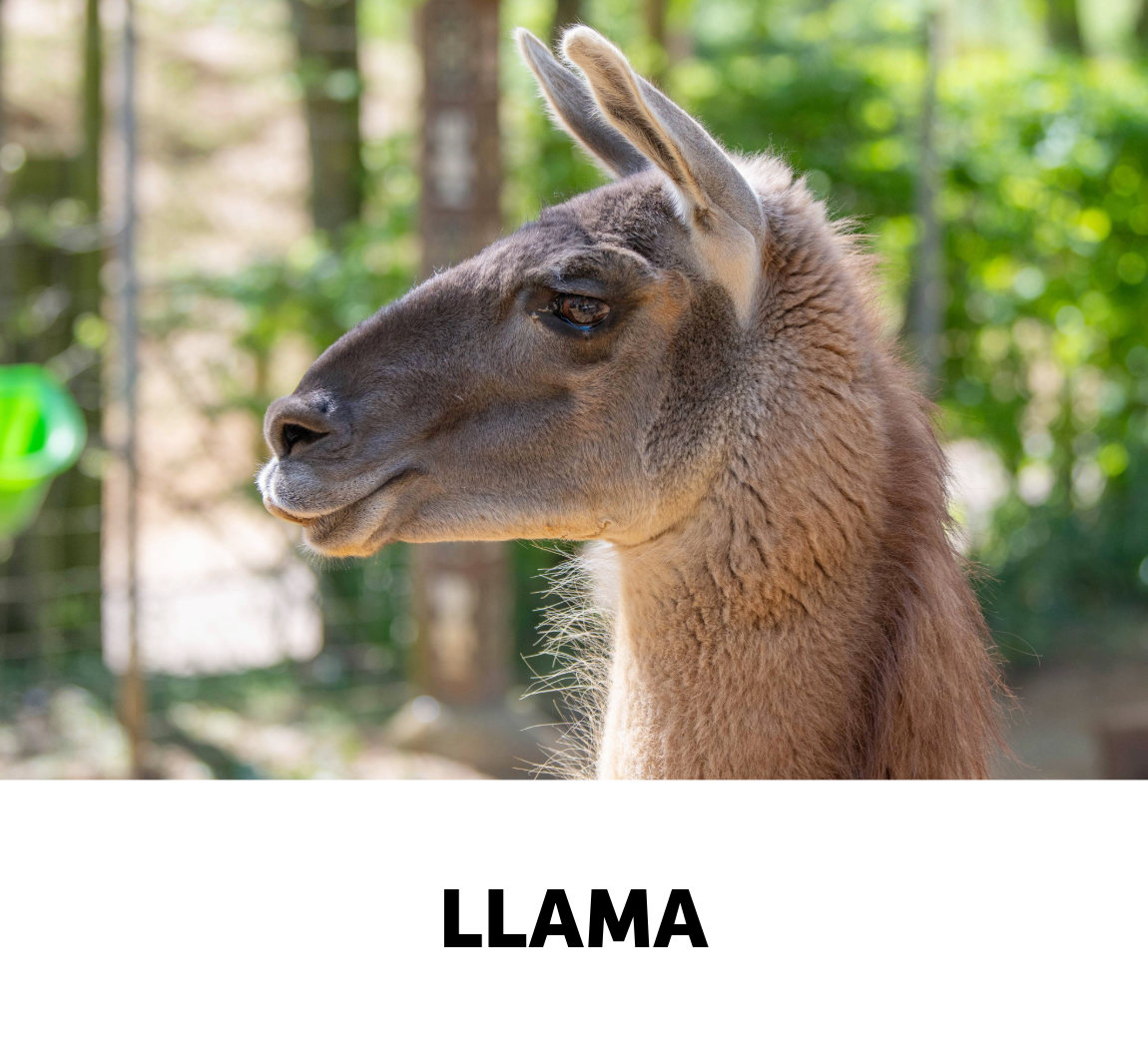 llama