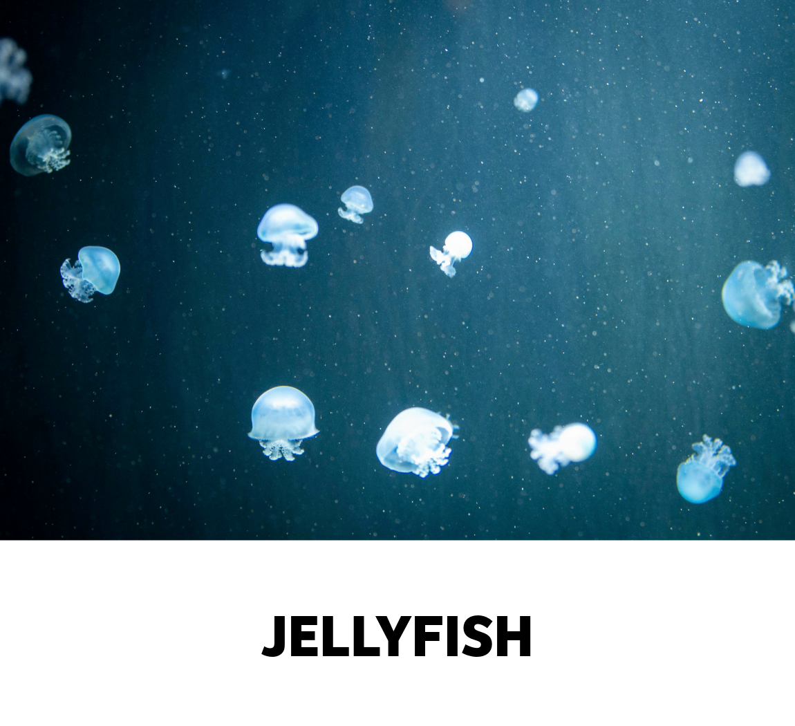 jellyfish