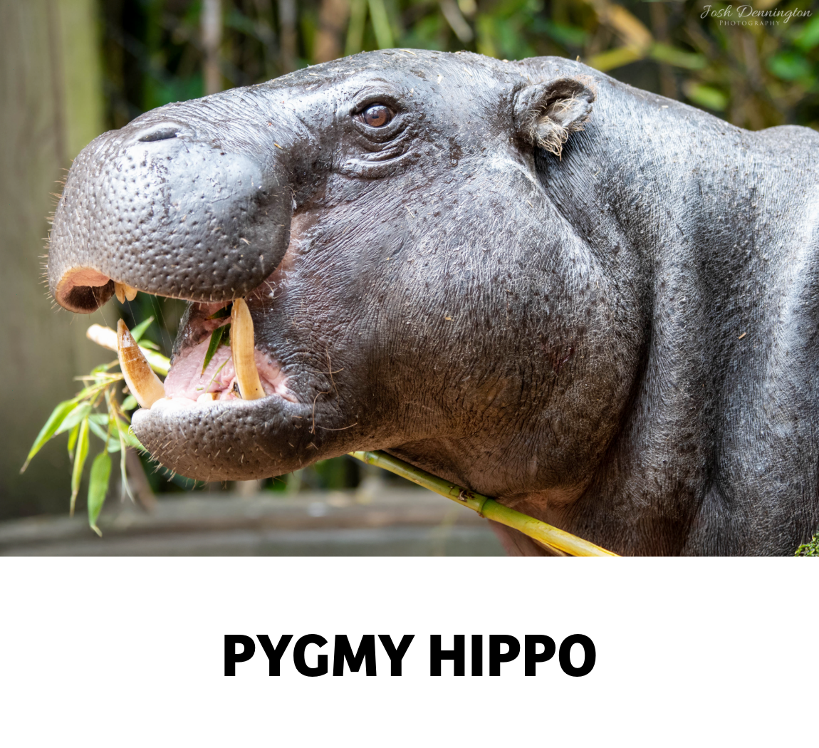 pygmy hippo