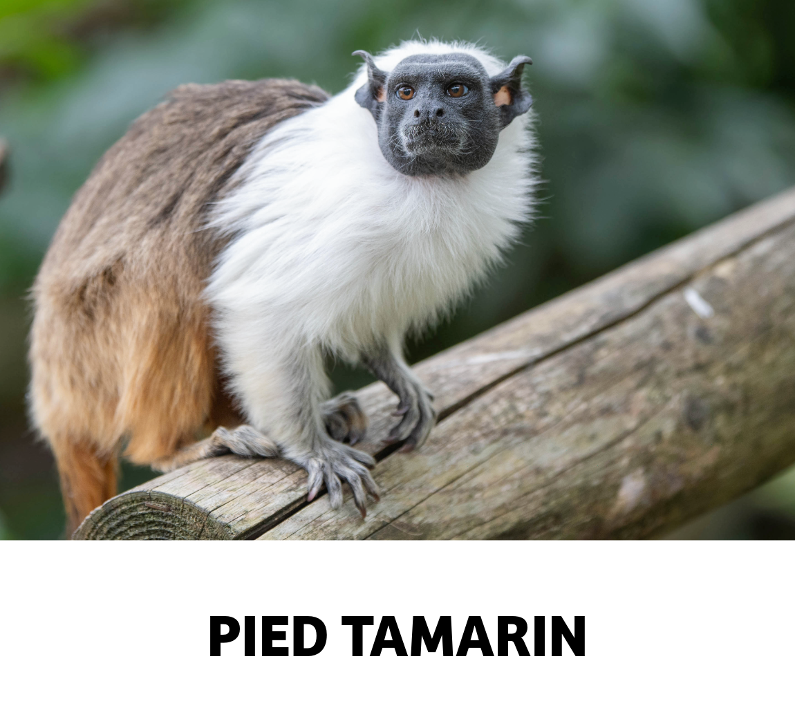 pied tamarin