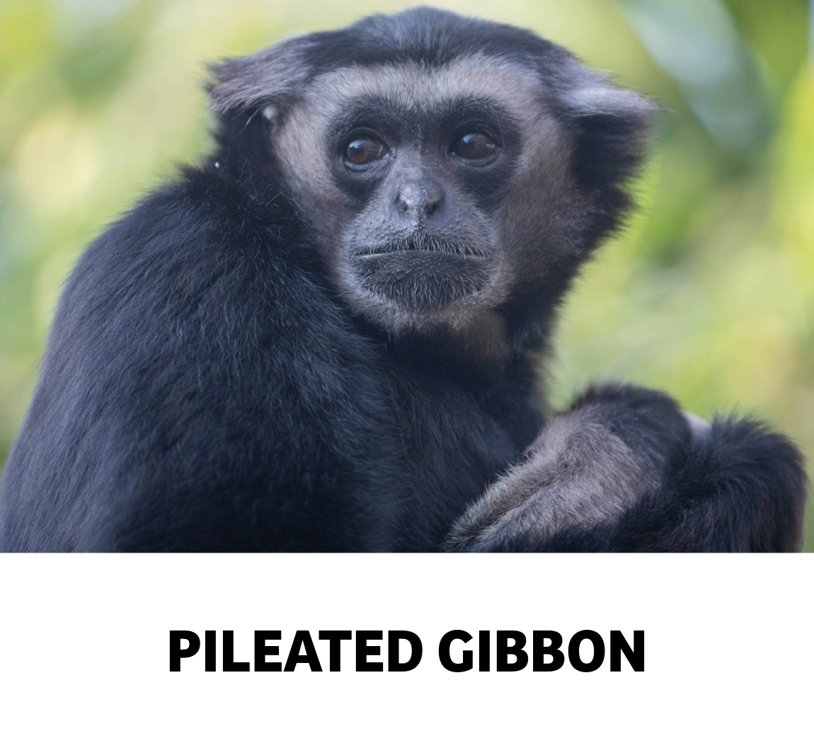 pileated gibbon