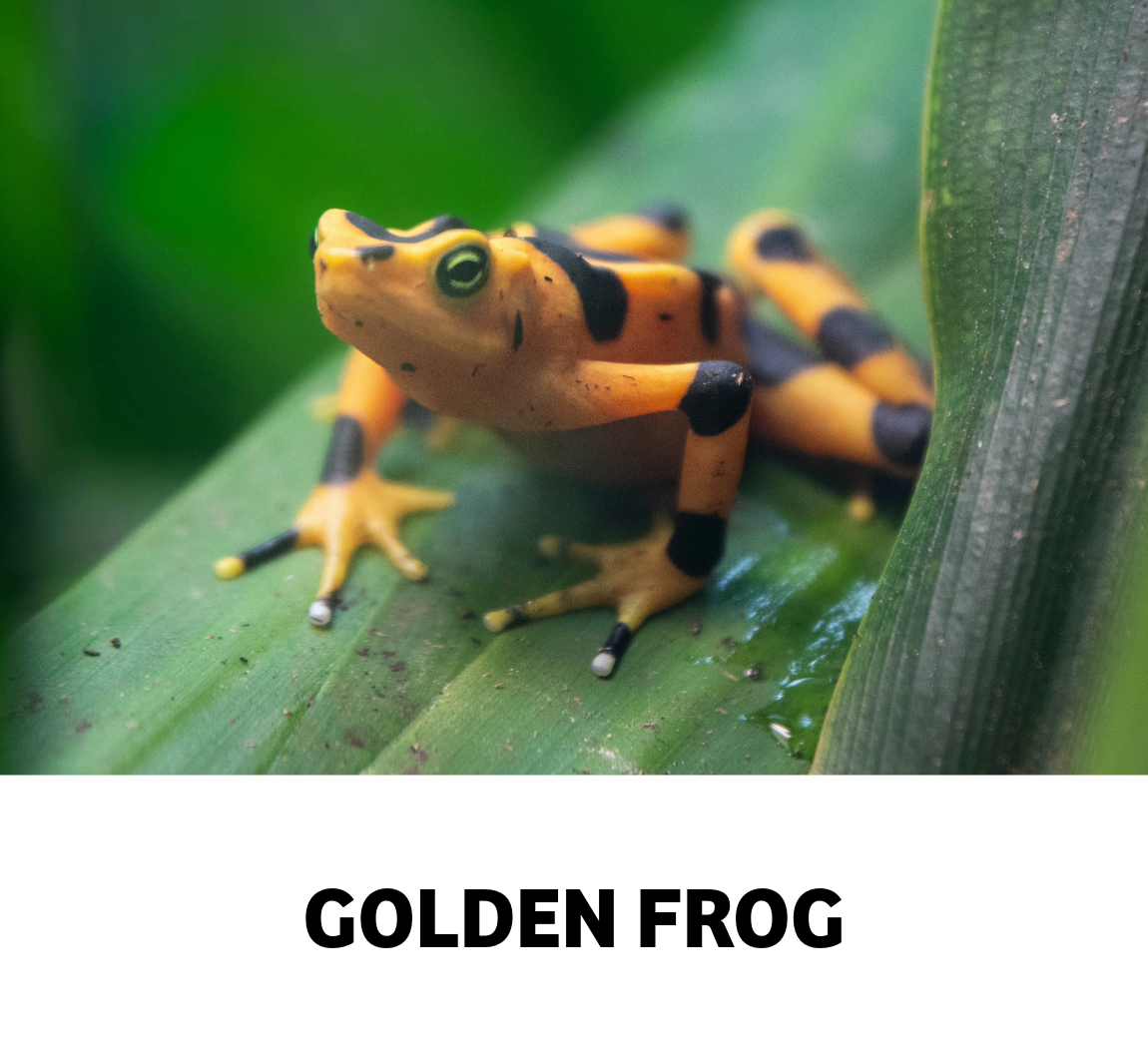 golden frog