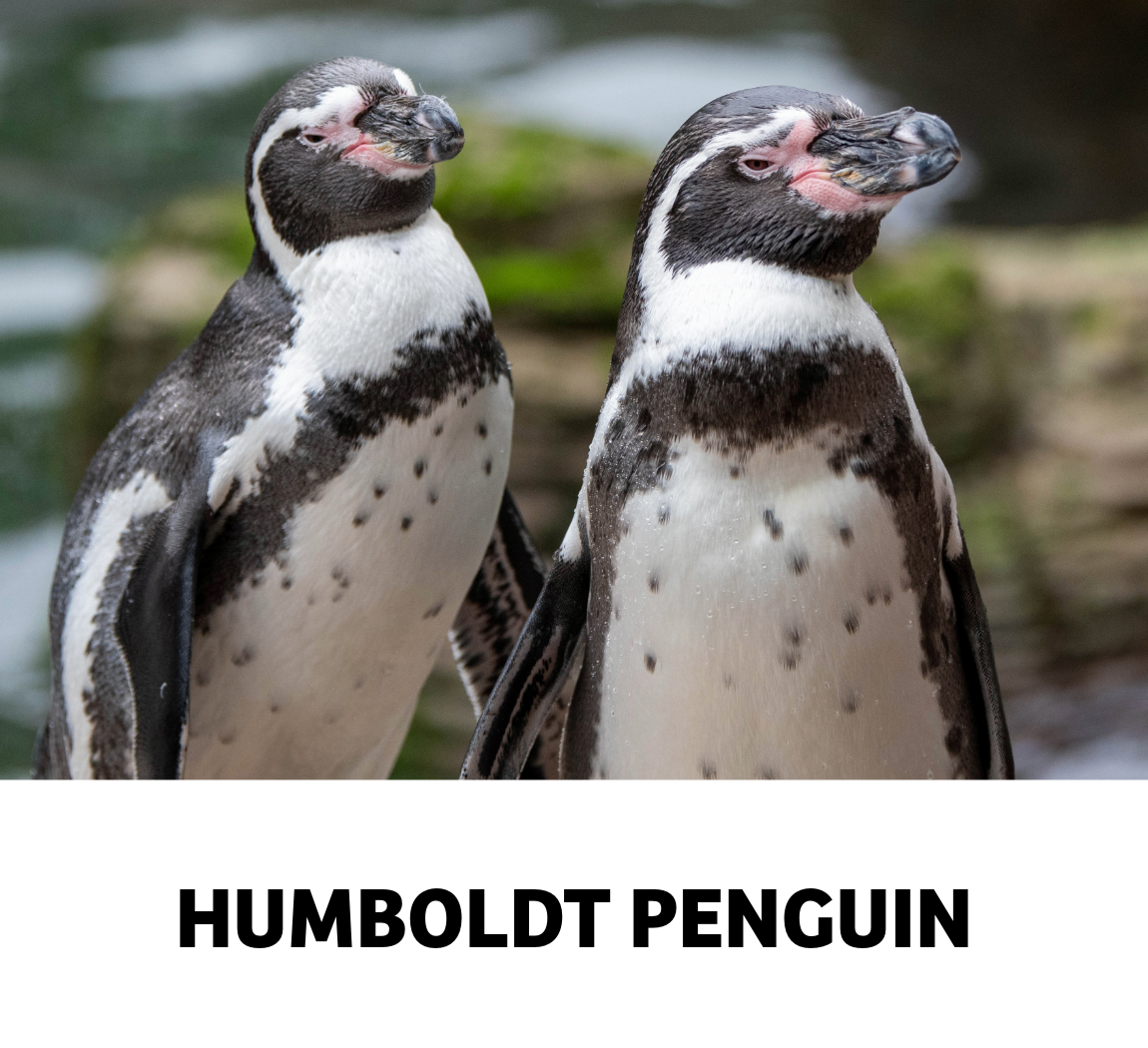 humboldt penguin