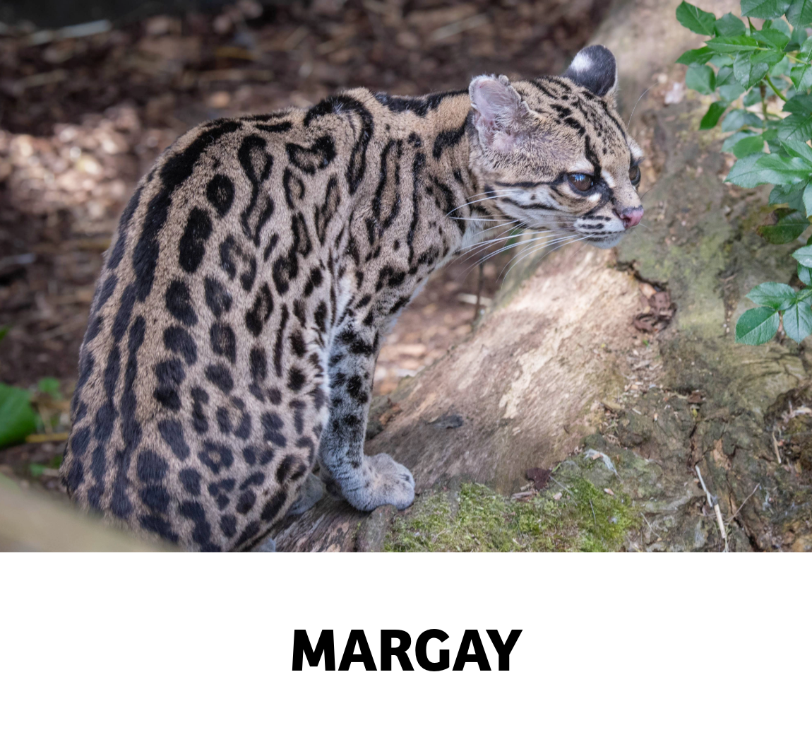margay