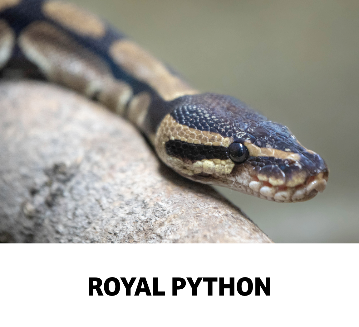 royal python