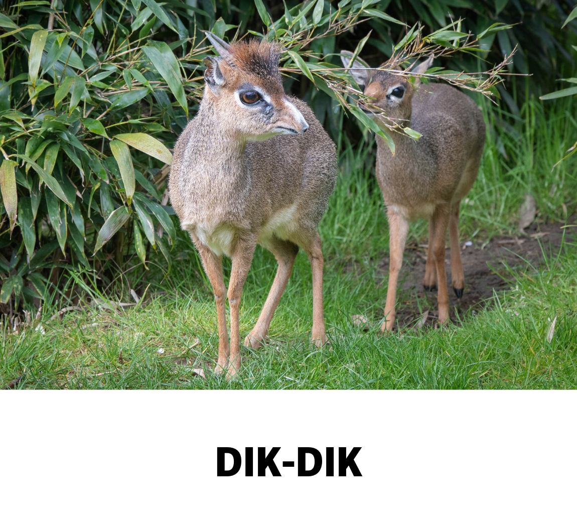 dik dik