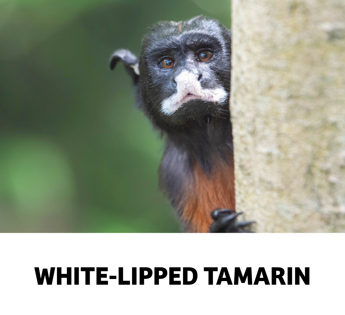white lipped tamarin