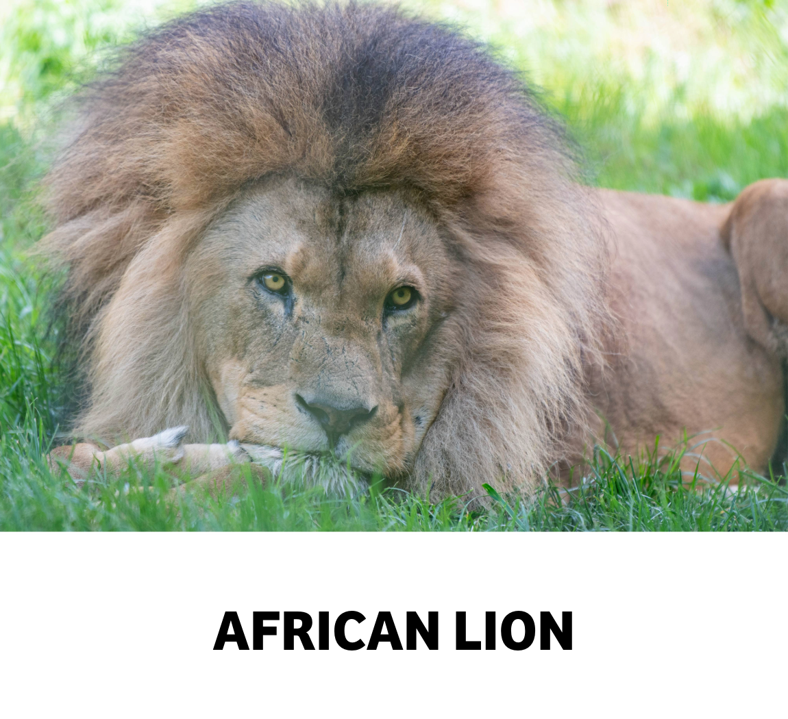 african lion