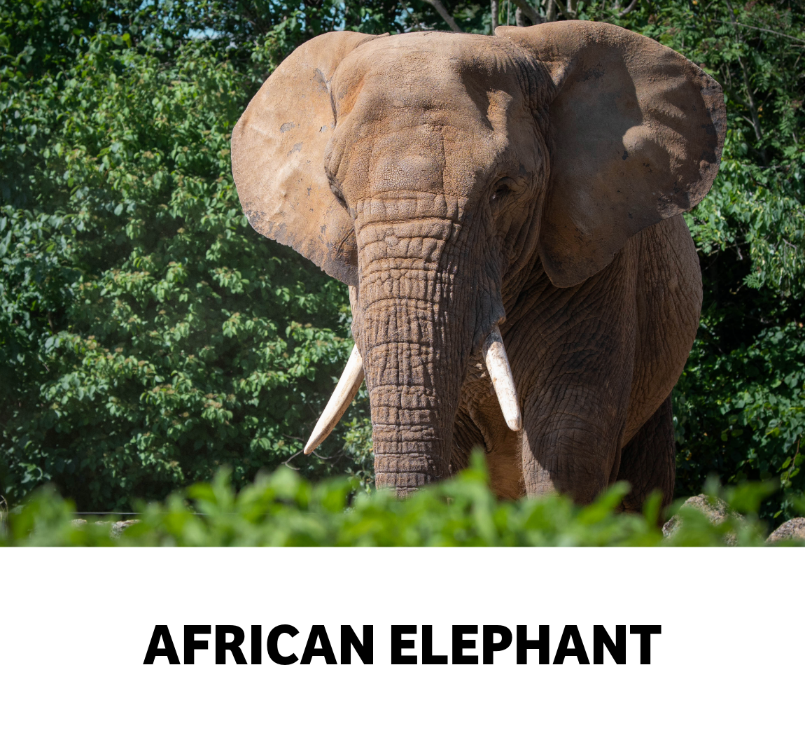 african elephant