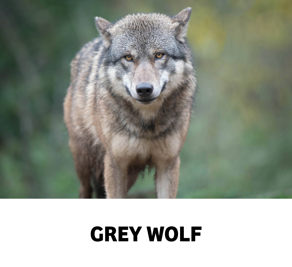 grey wolf