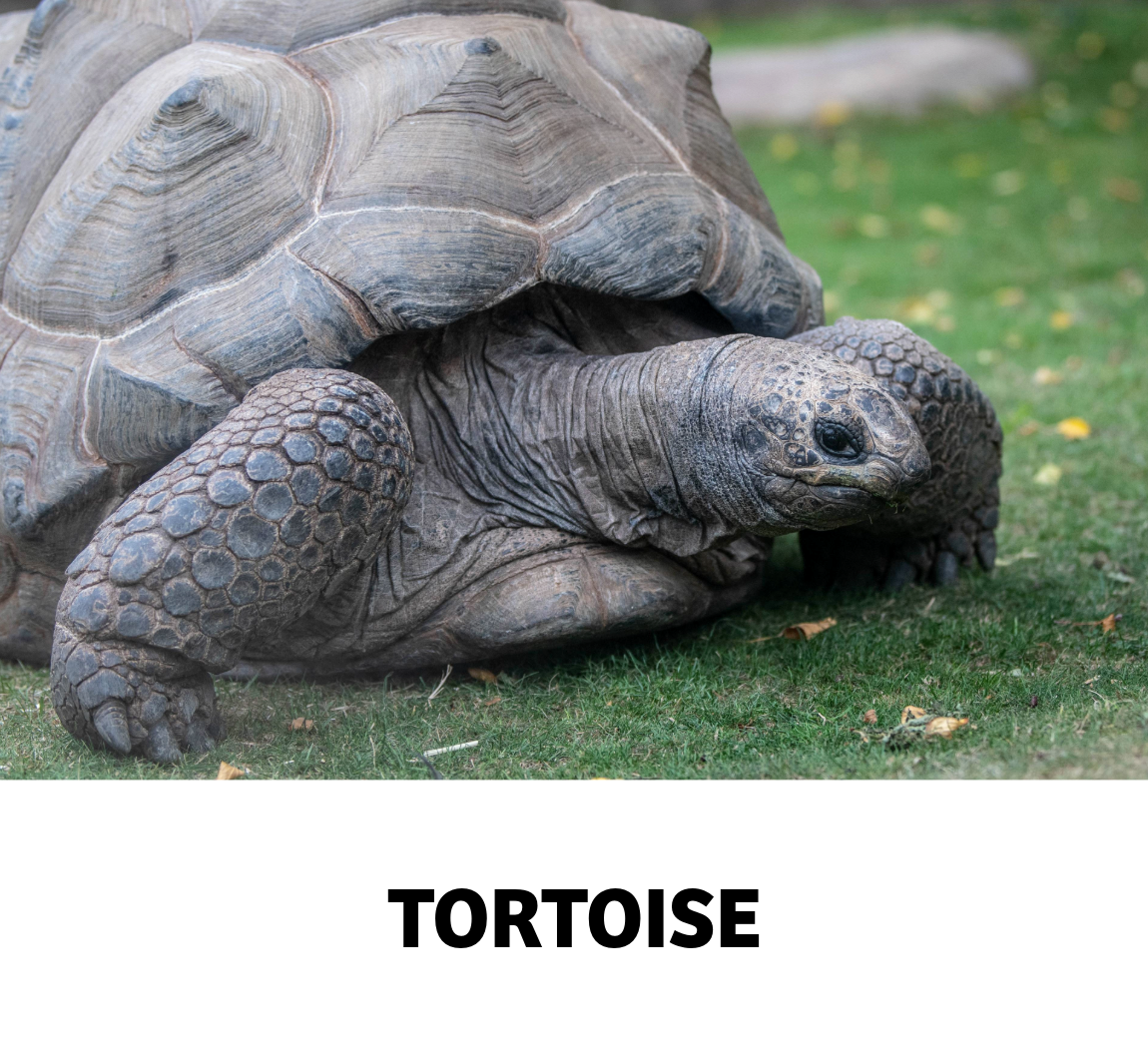 tortoise