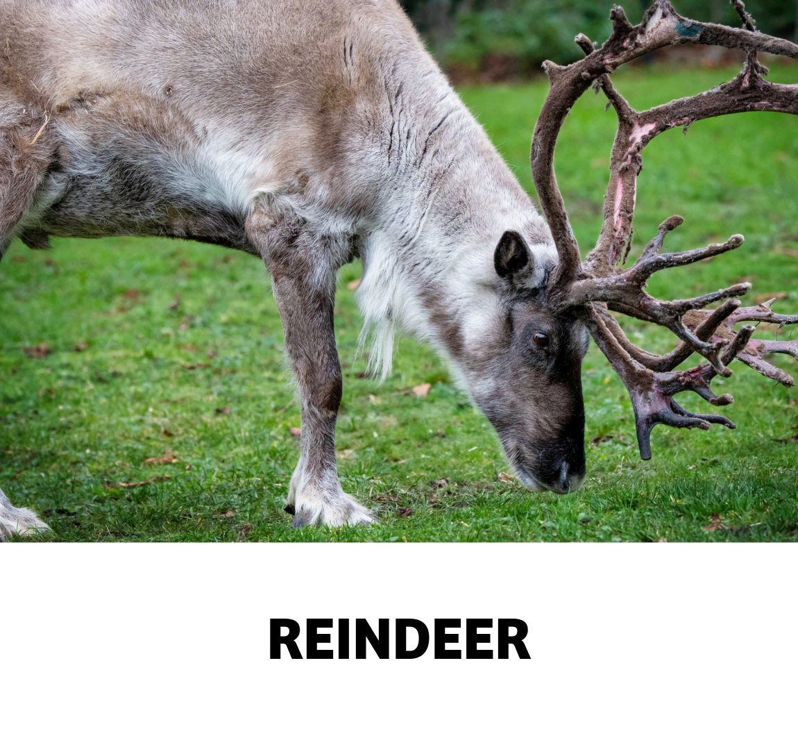 reindeer