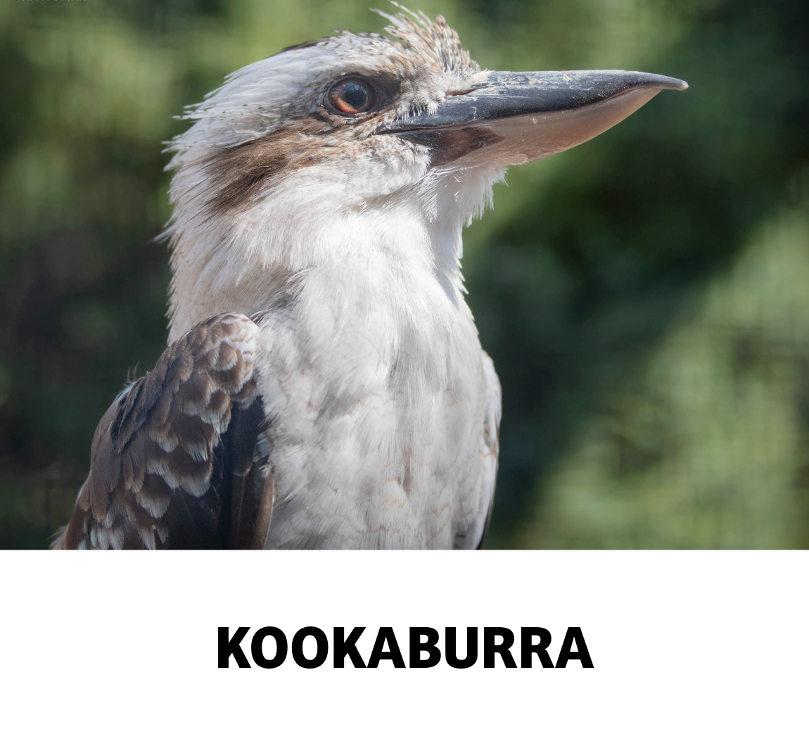 kookaburra