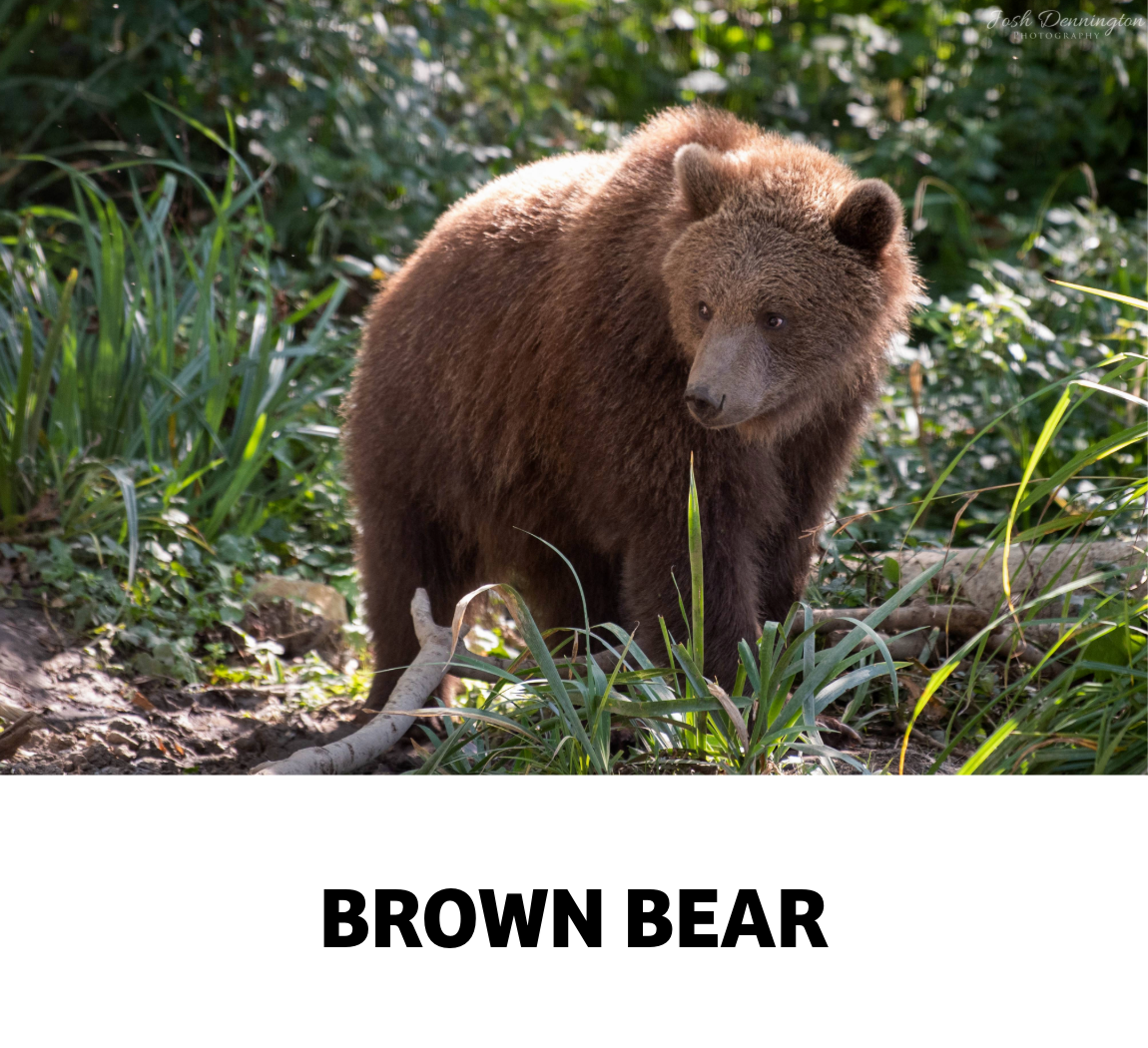 brown bear