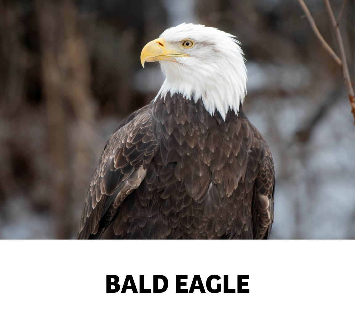 bald eagle