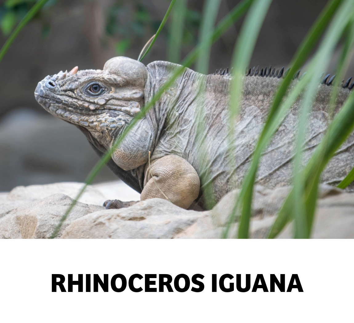 rhinoceros iguana