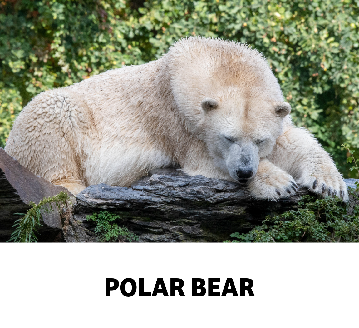 polar bear