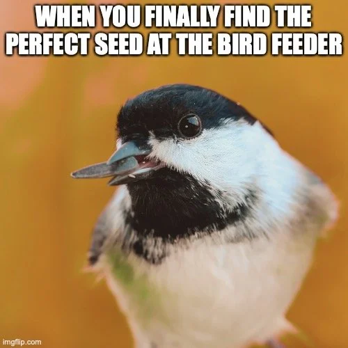 Chickadee Meme .jpeg