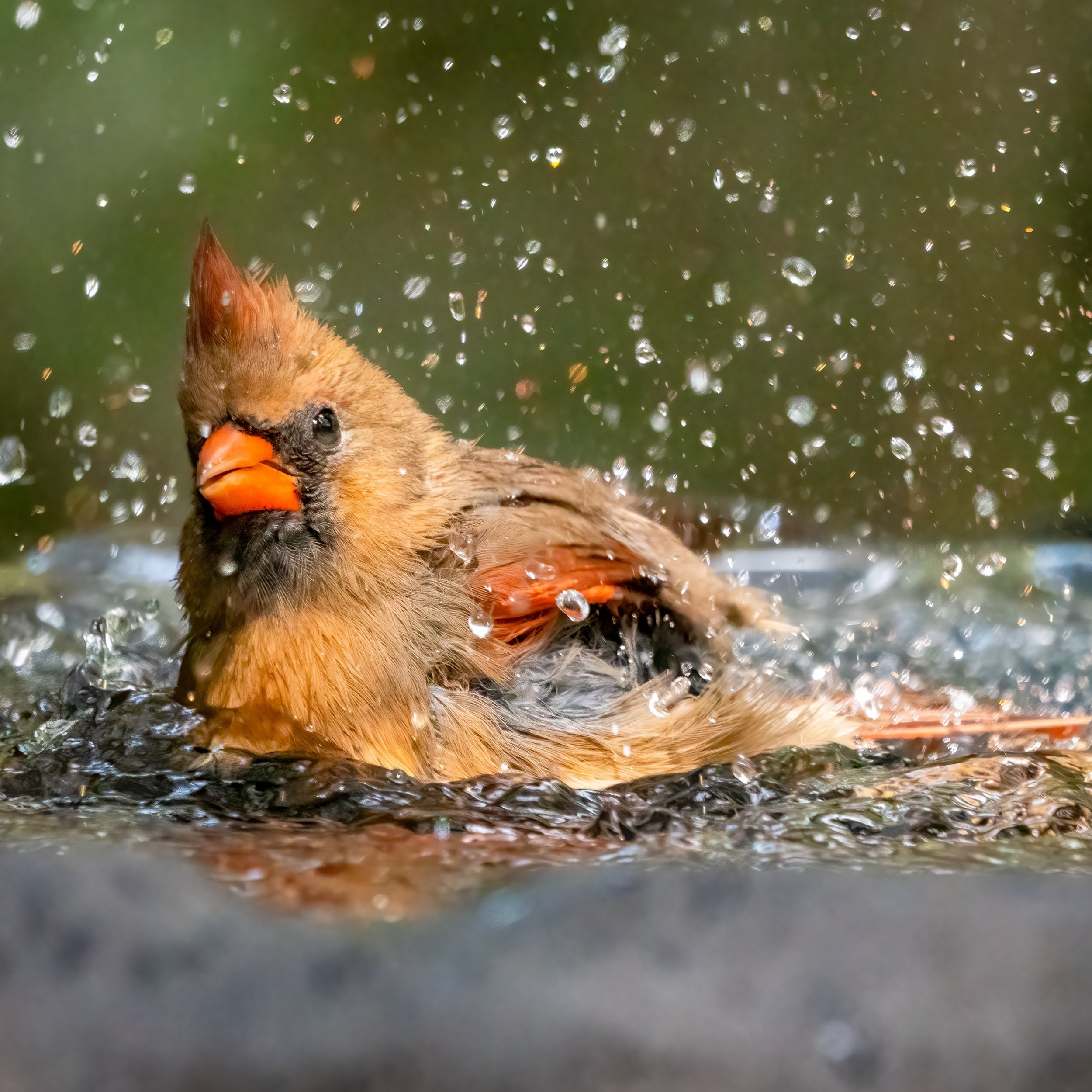 Northern Cardinal.jpeg