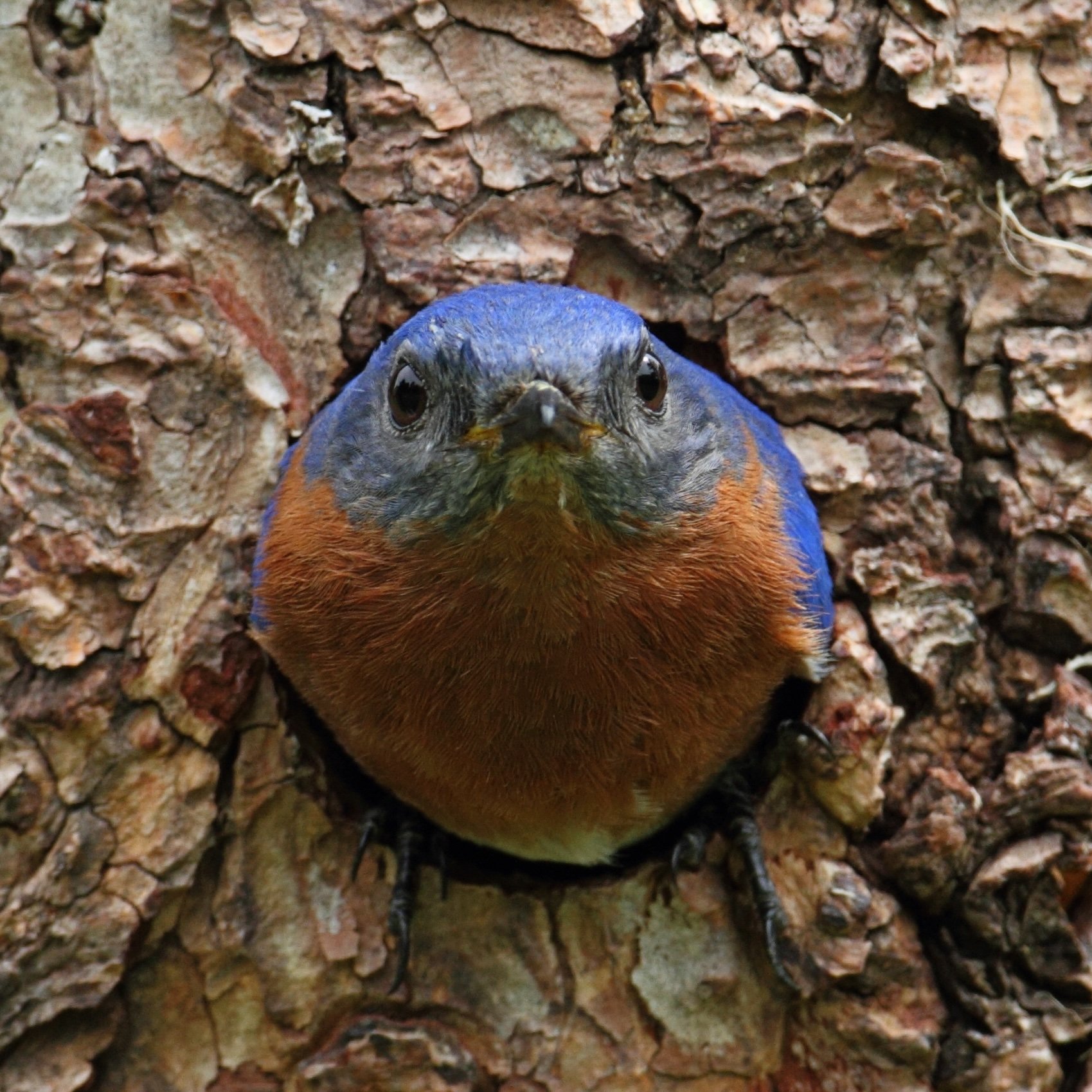 Eastern Bluebird.jpeg