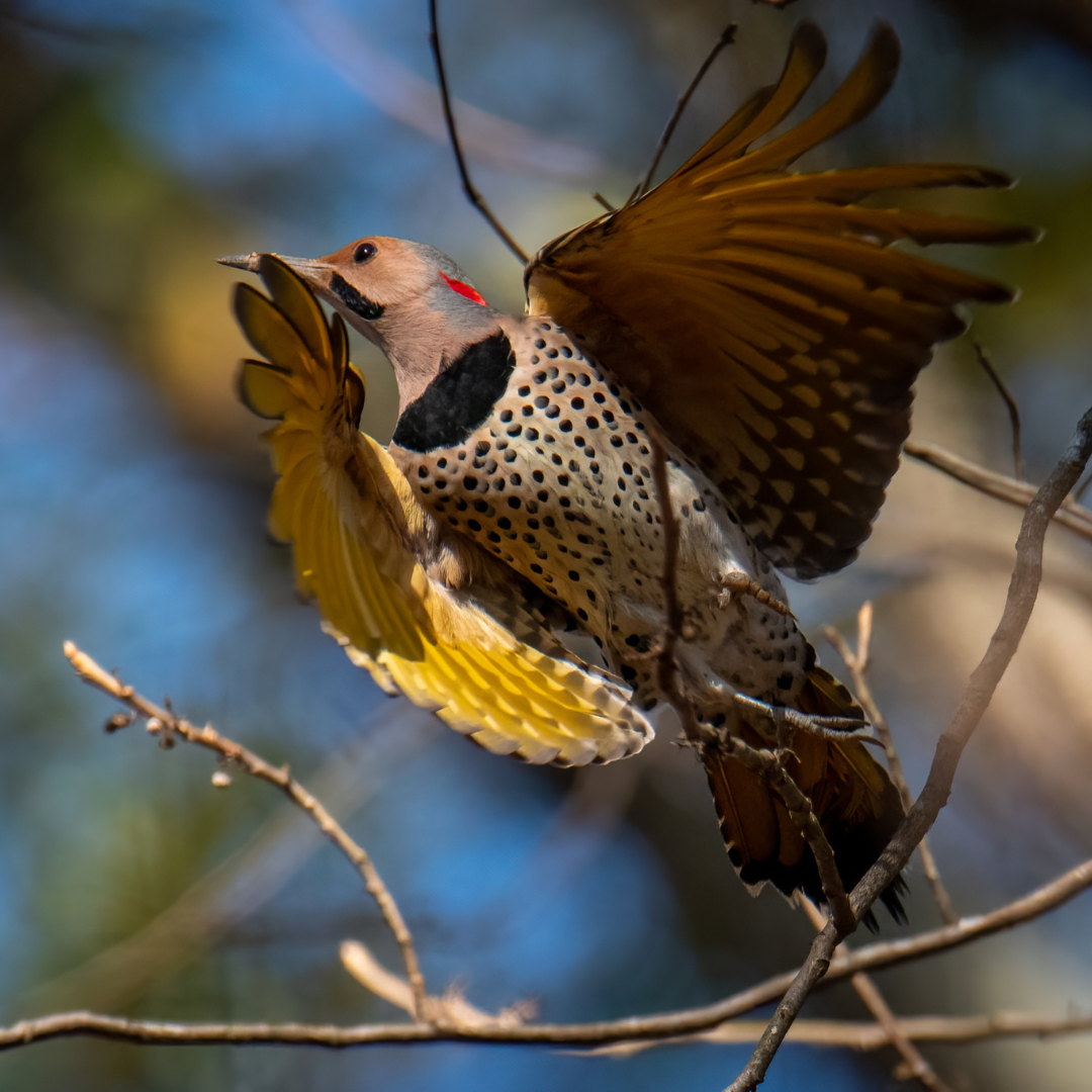 eastern flicker.png