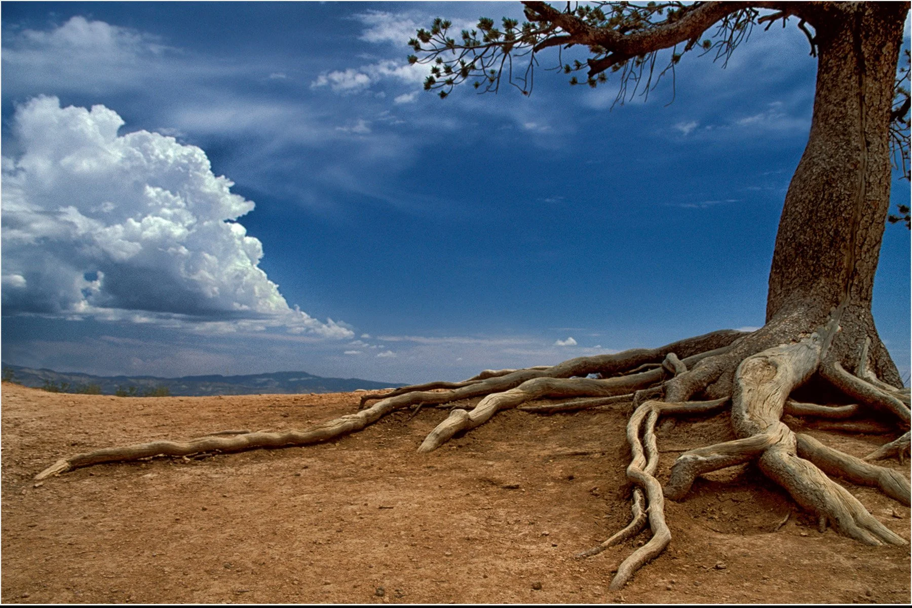 weathered-roots.jpg