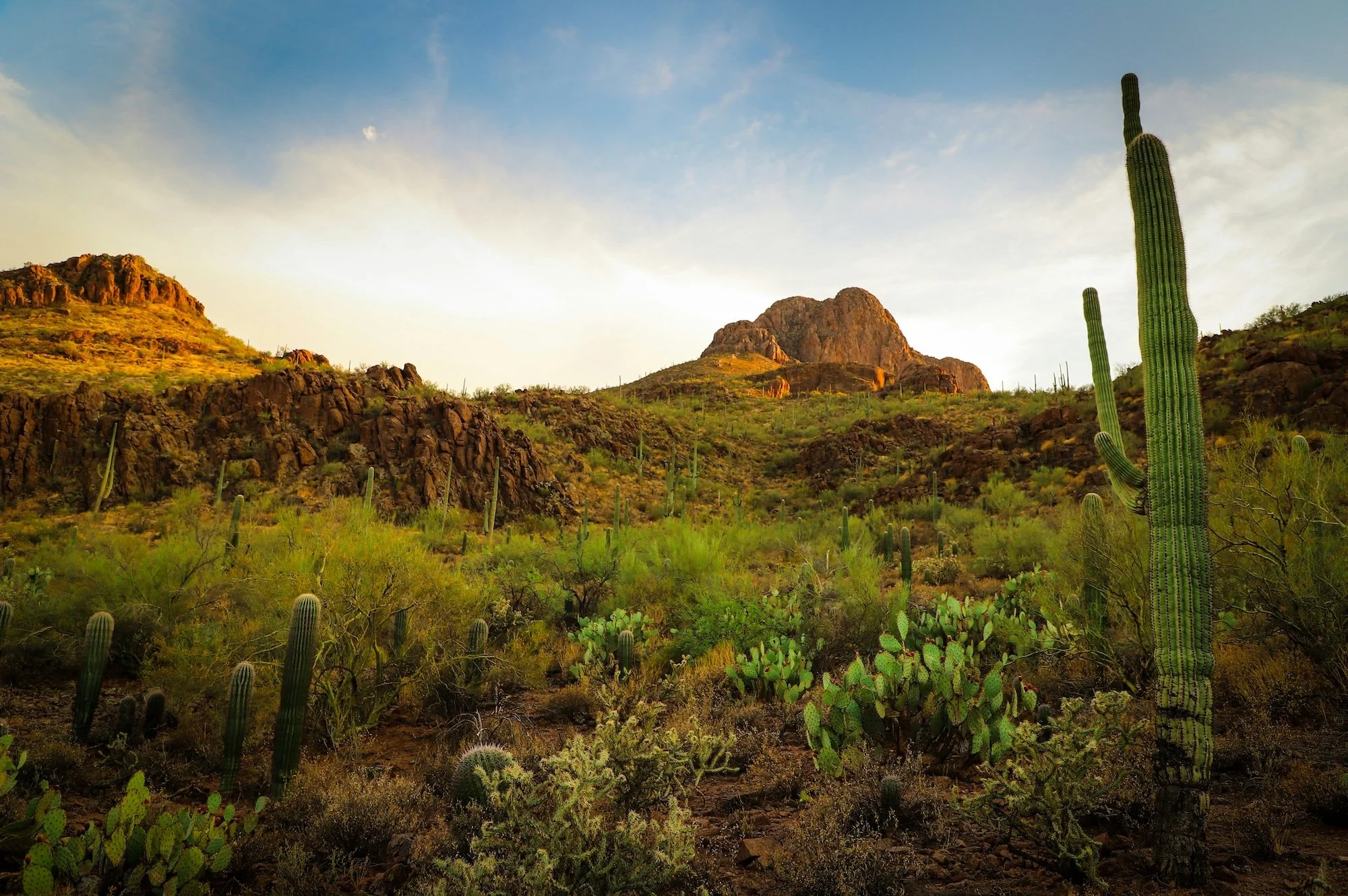 Top Things to Do in Tucson, Arizona: Desert Adventures and Cultural Gems