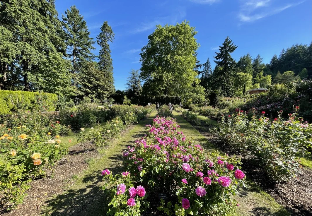 Rose Test A Guide to Visiting the Portland International Rose Test Garden — Rent ...