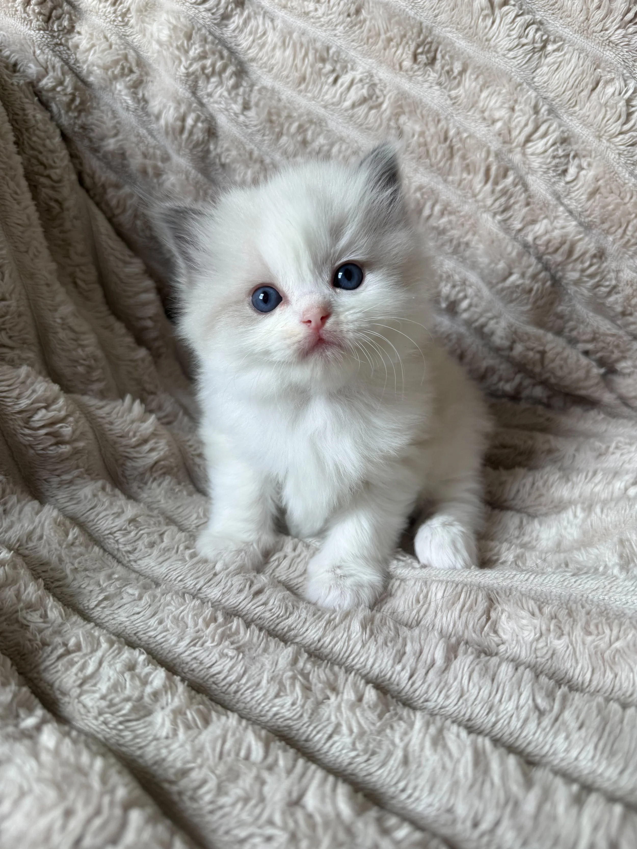 A white kitten with blue eyes sitting on an ornate, vintage upholstered chair, looking up at the camera.