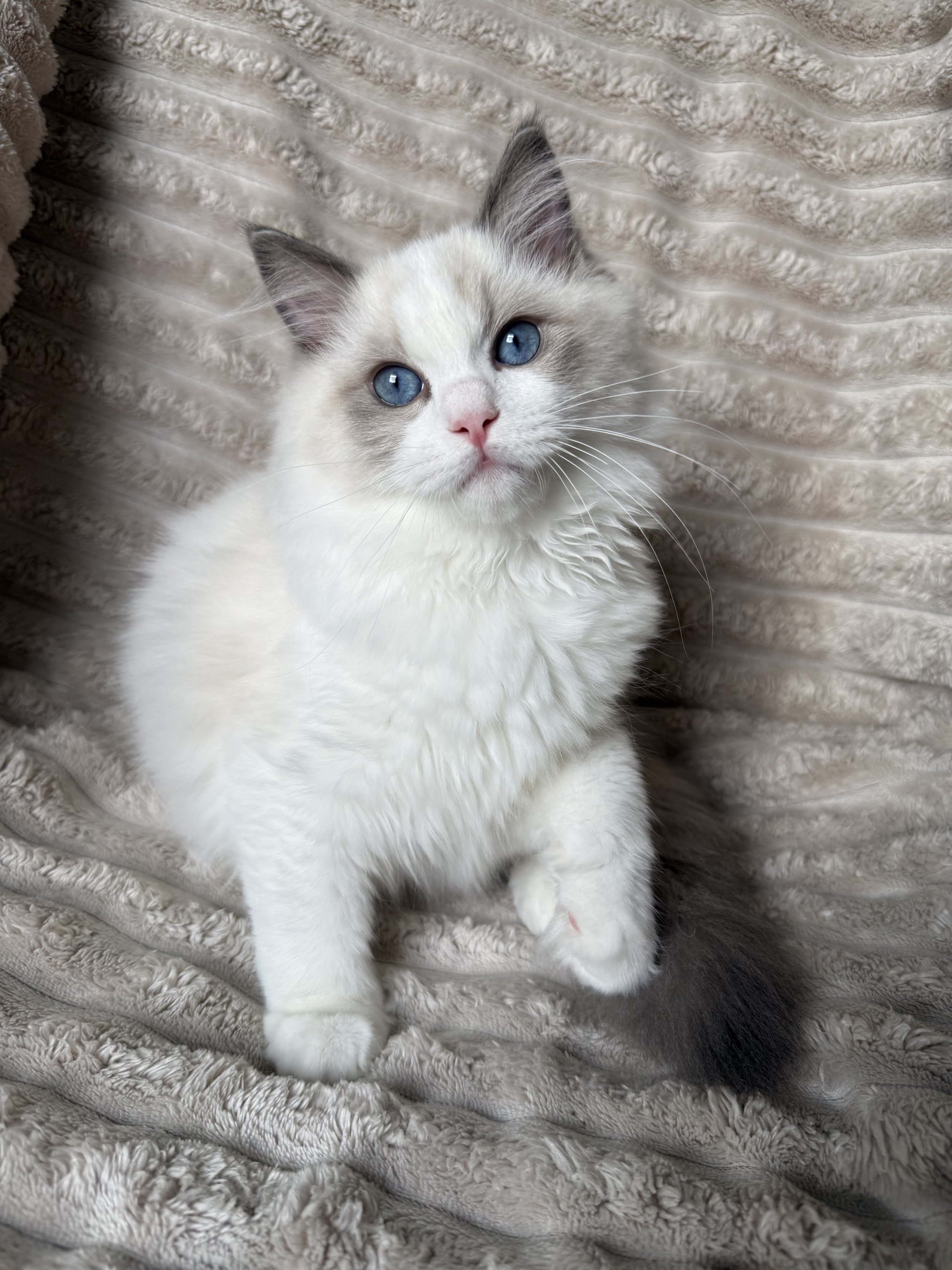 A fluffy white and gray kitten with blue eyes sitting on a patterned, upholstered chair with curved wooden arms.