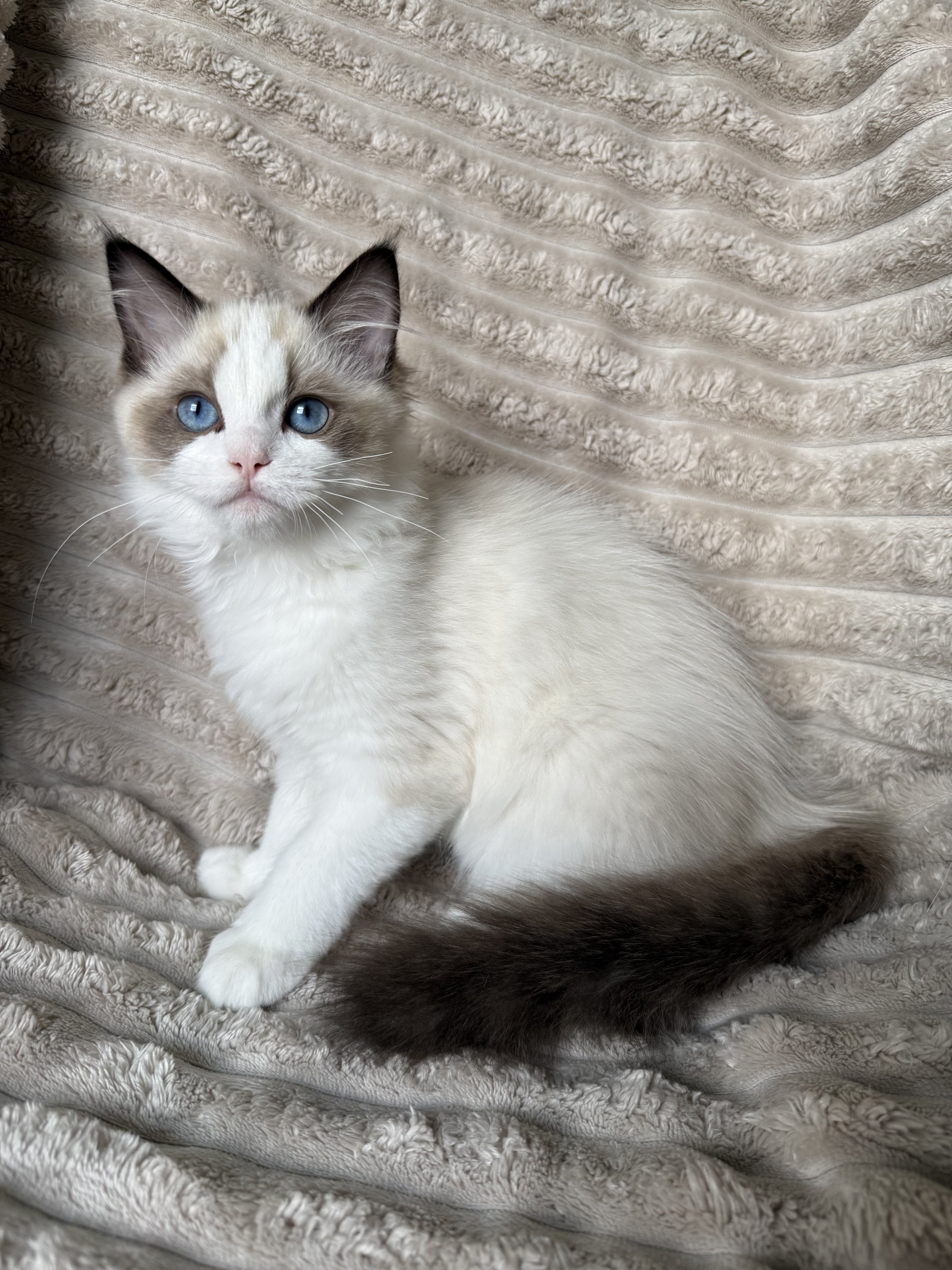 White fluffy kitten with blue eyes sitting on an ornate vintage armchair with a patterned fabric and dark wooden frame.