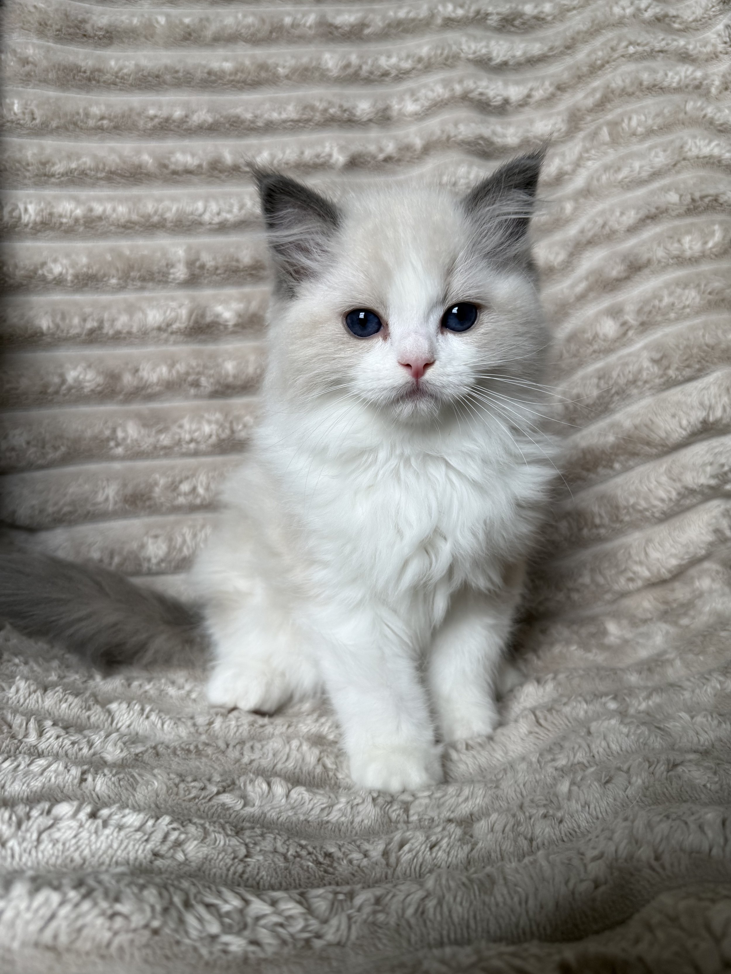 A person holding a white and brown kitten on an upholstered chair with a patterned backrest. The kitten's eyes are half-closed.
